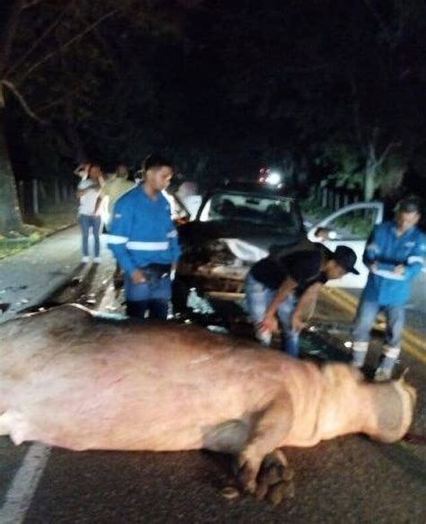 An Escobar hippo killed in highway collision in Colombia